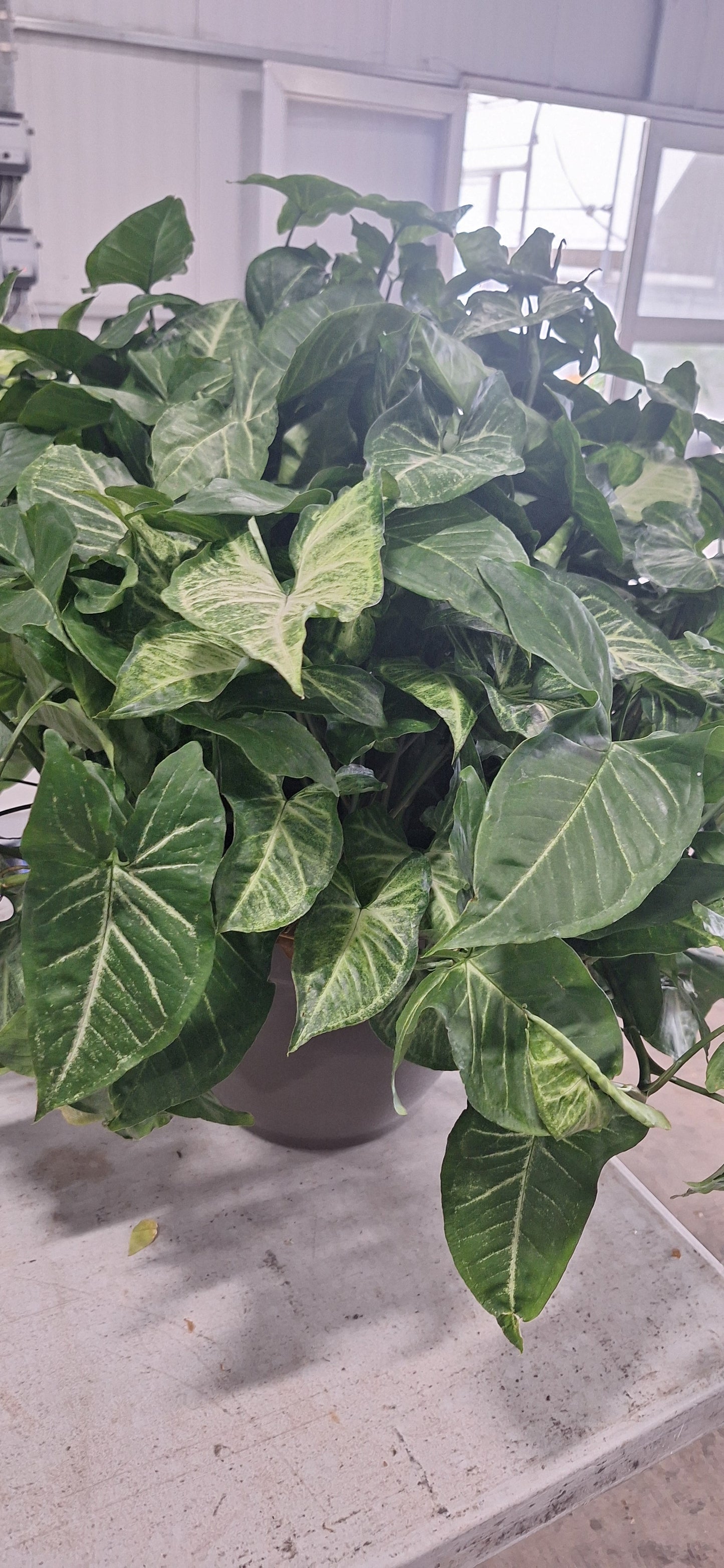 Arrowhead Houseplant