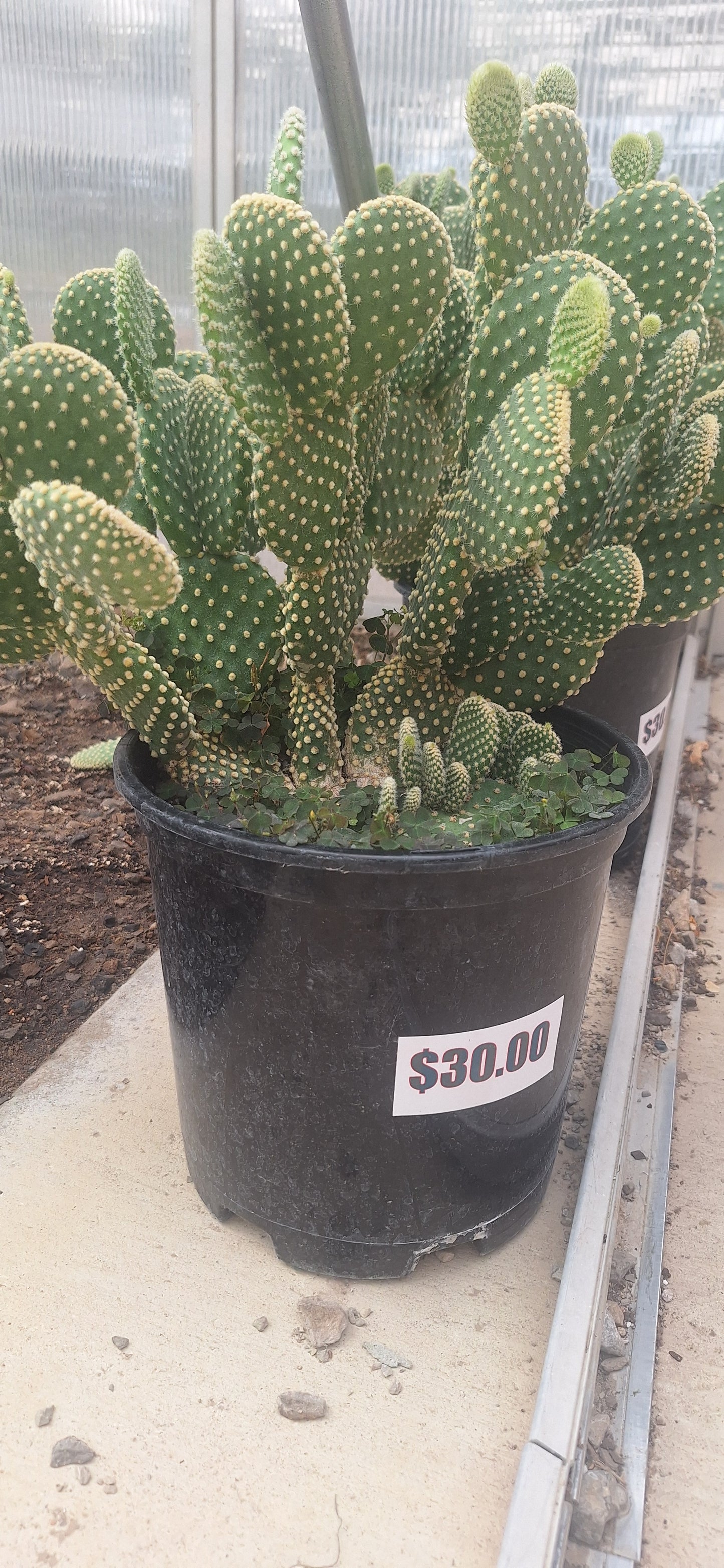 Bunny Ear Cactus