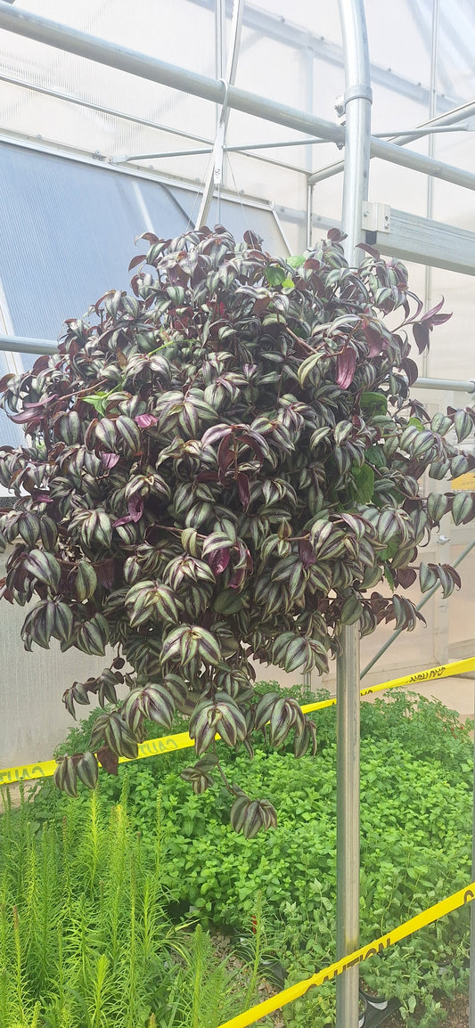 Shade Mix Hanging Basket