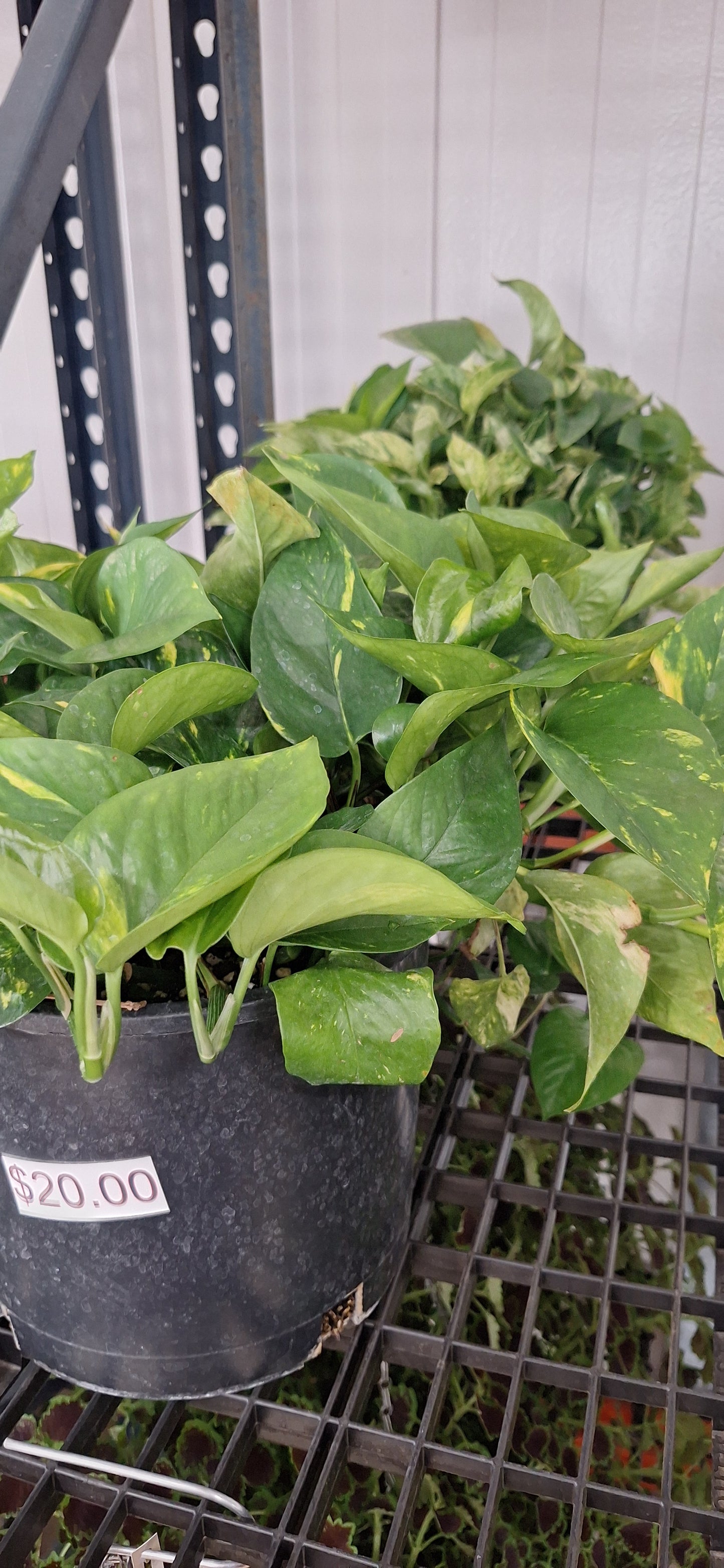 Pothos