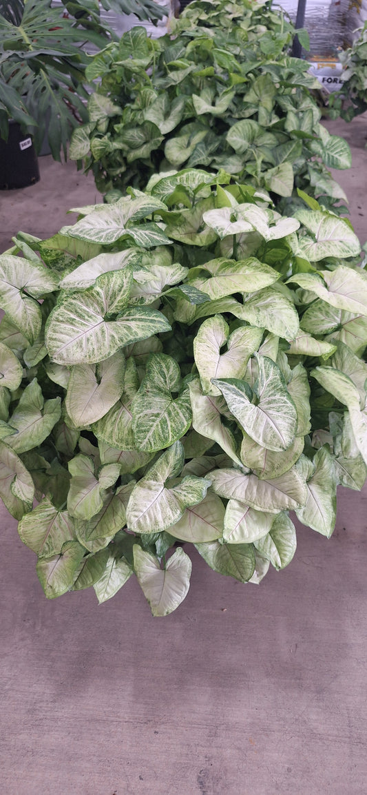 Arrowhead Houseplant