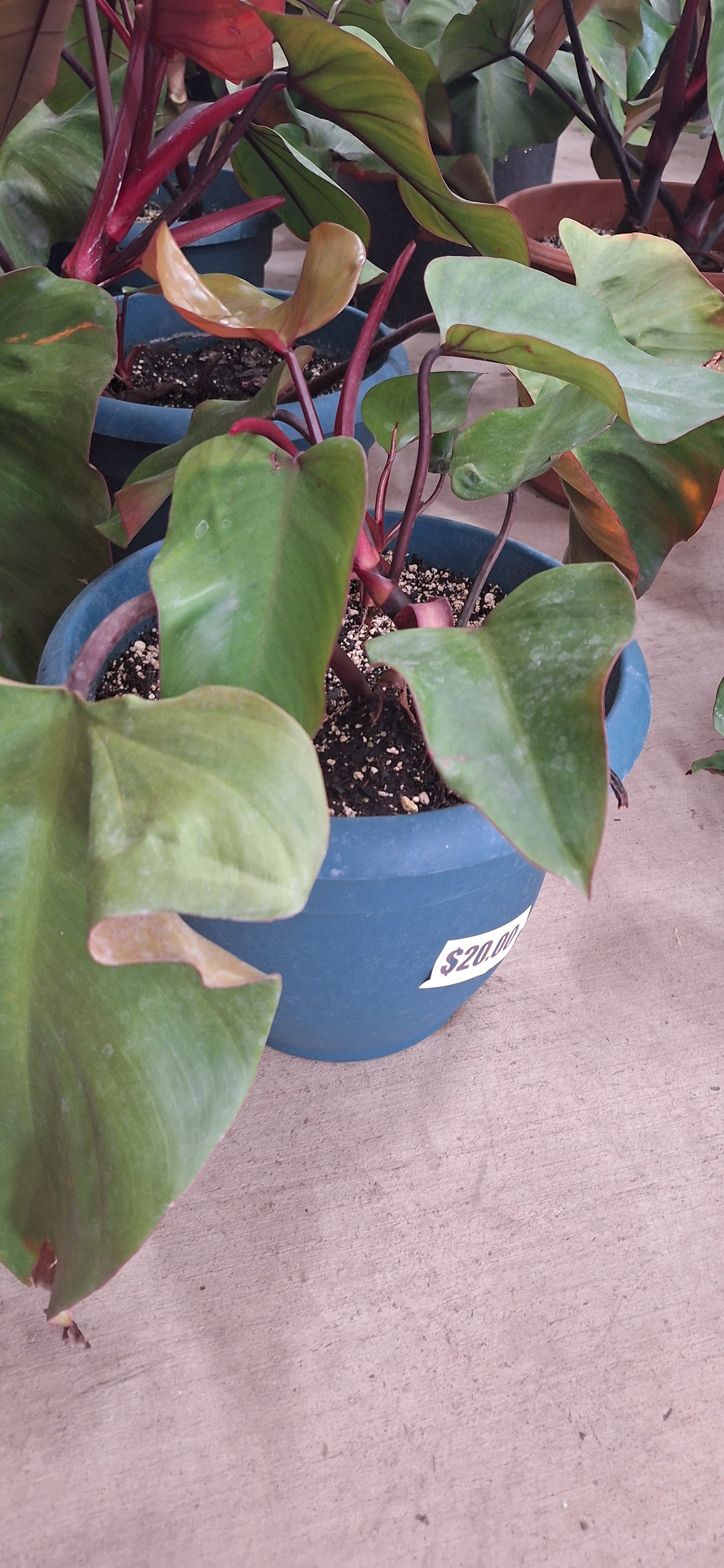 Bloody Mary Philodendron