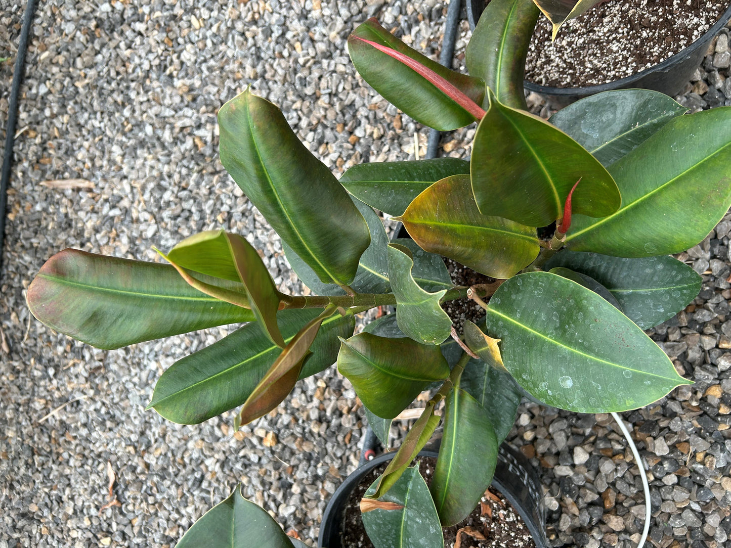 Rubber Tree