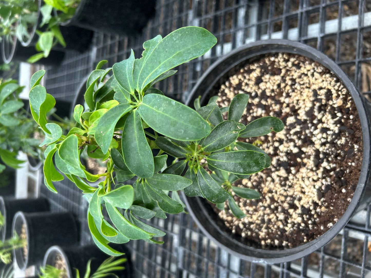 Schefflera