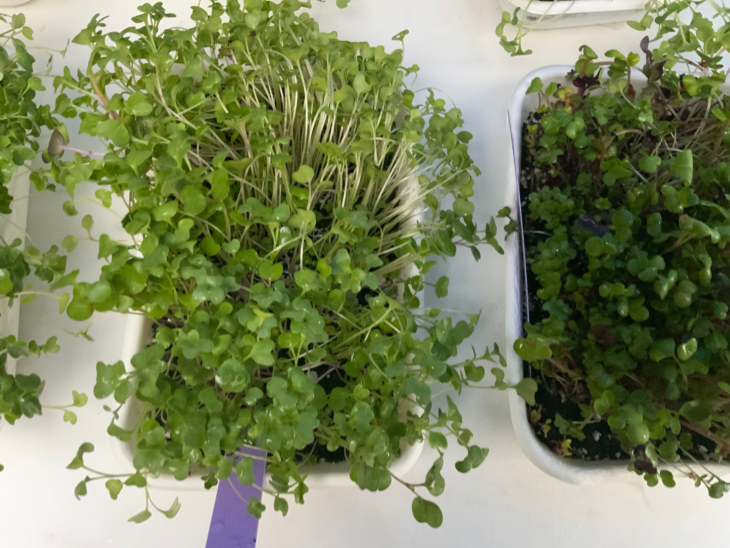 Microgreens greens