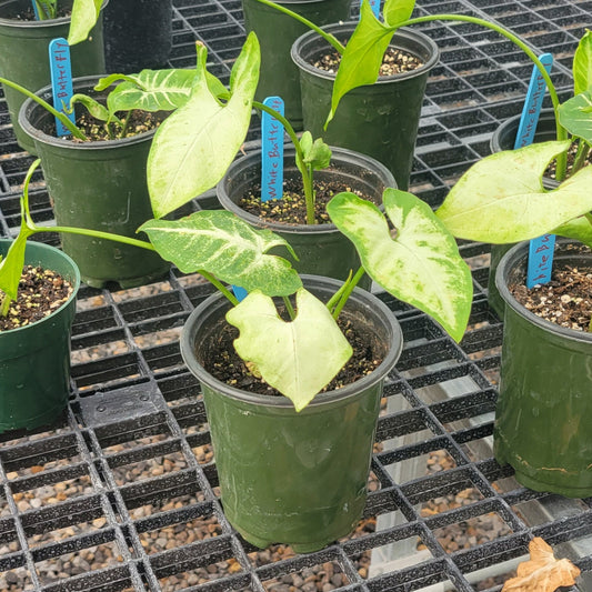 Arrowhead Houseplant