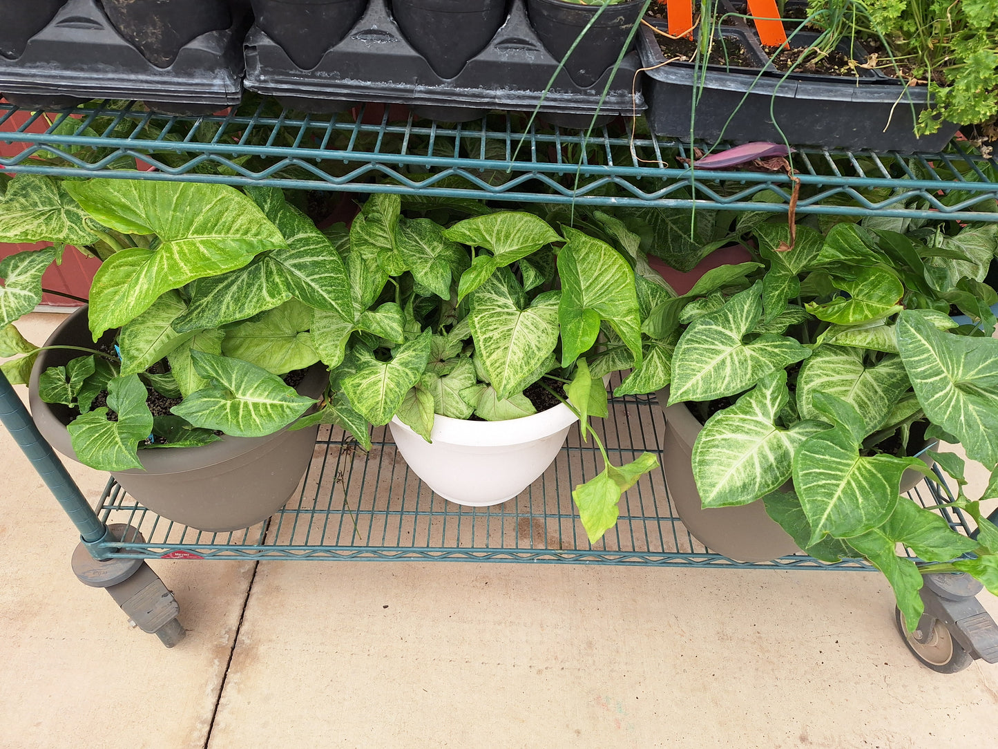 Arrowhead Houseplant