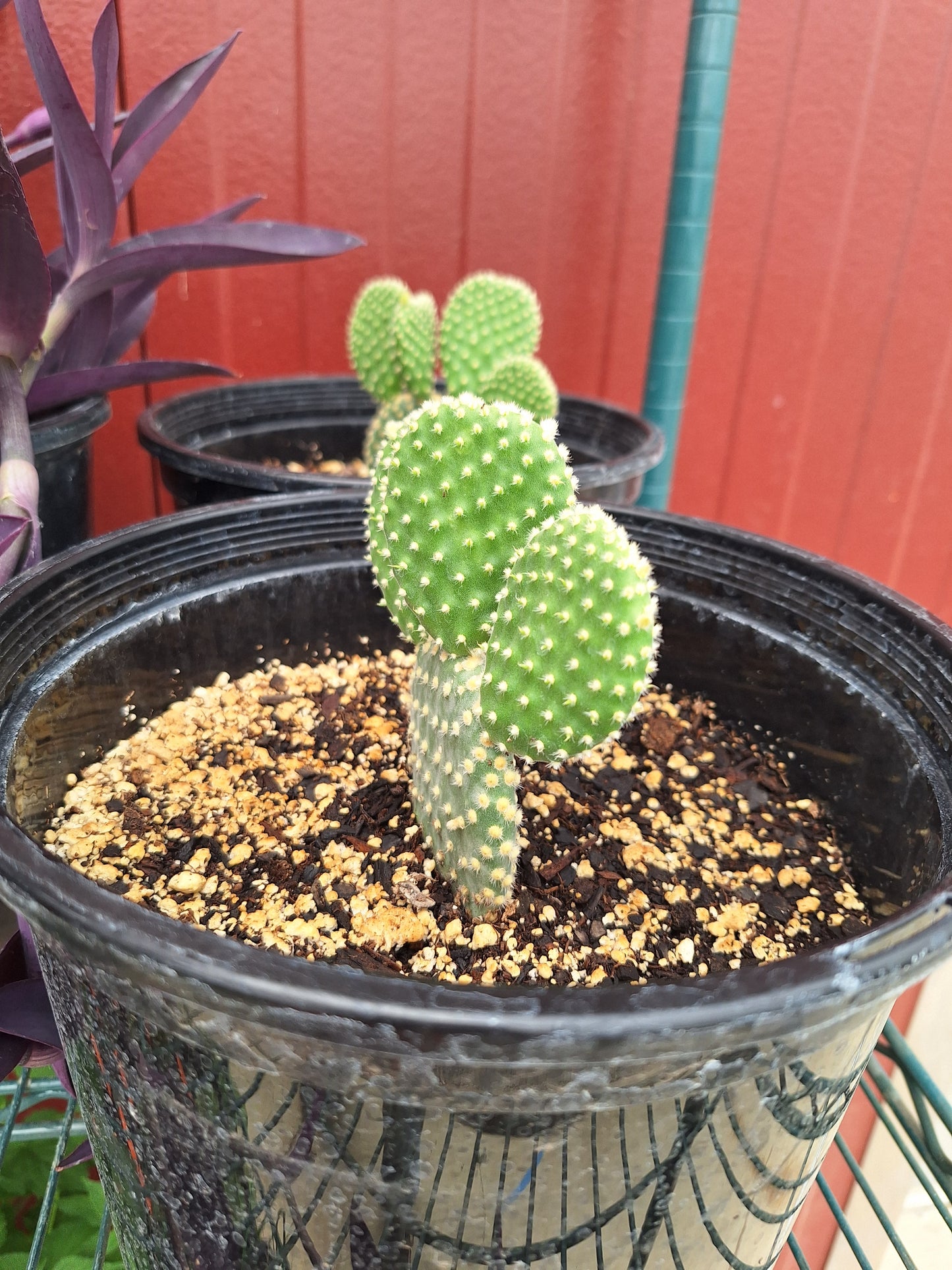 Bunny Ear Cactus