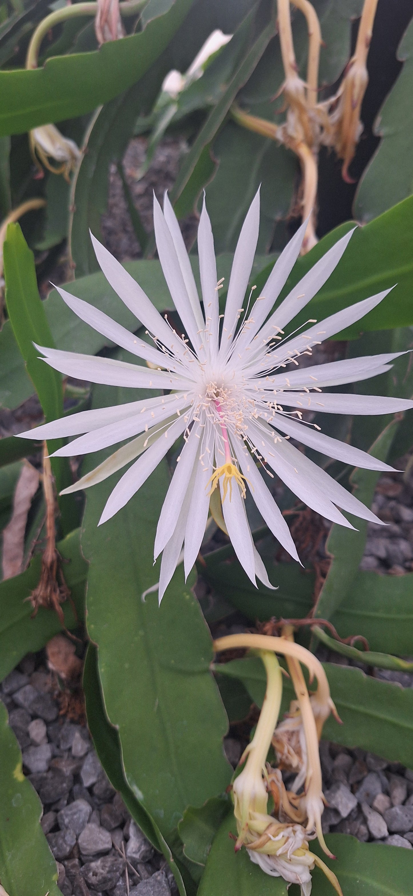 Flowering Cactus