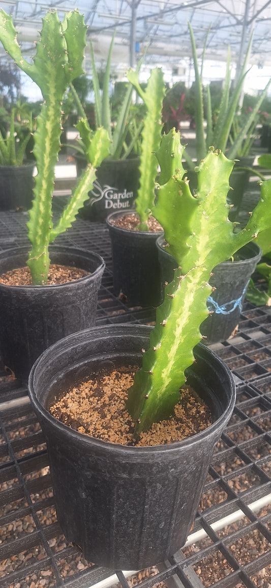 Dragon bone cacti