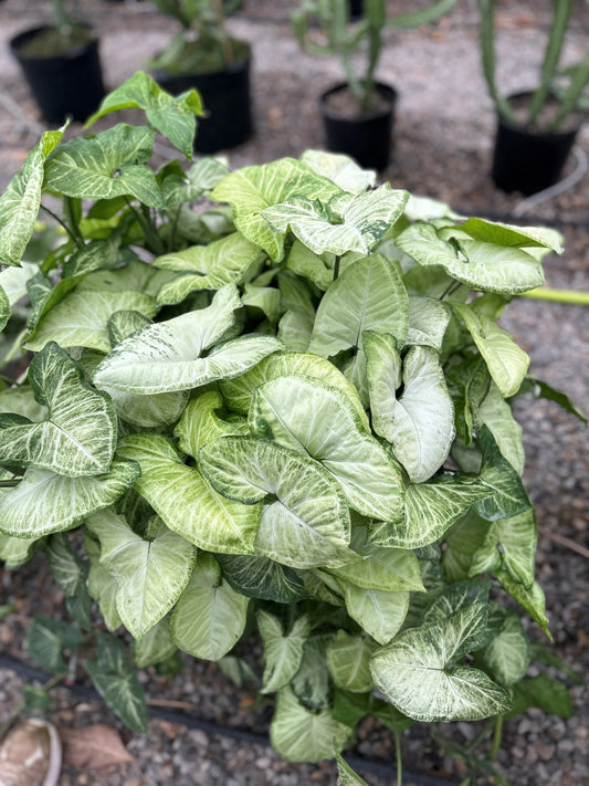 Arrowhead Houseplant