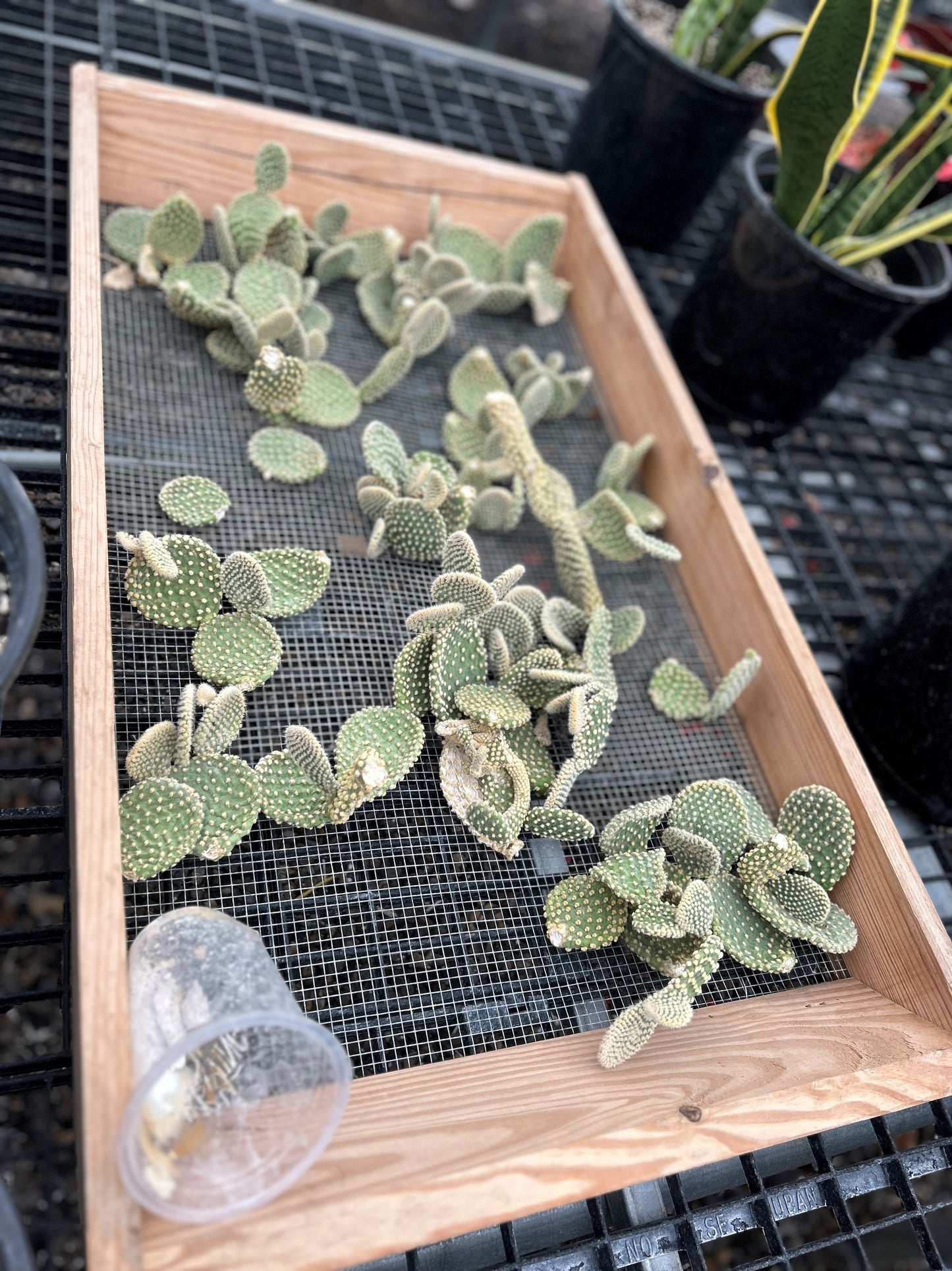 Bunny Ear Cactus