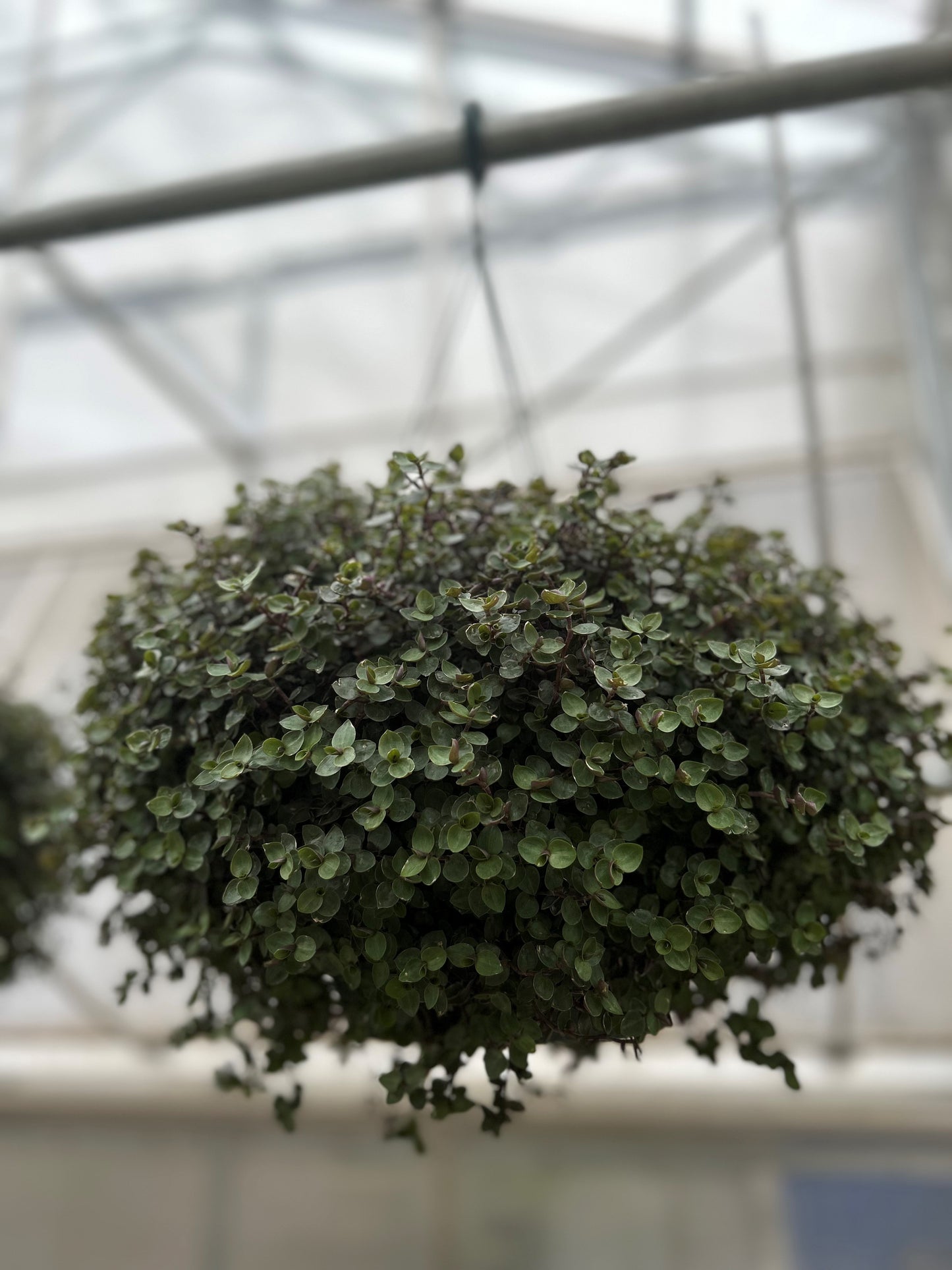 Hanging Baskets