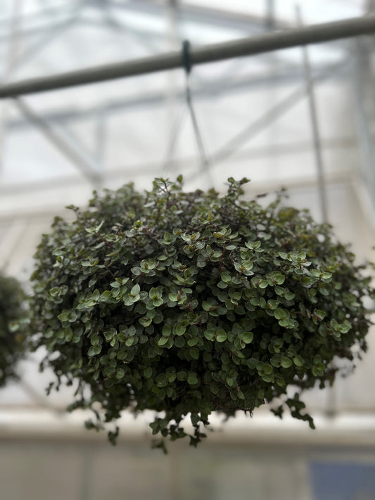 Hanging Baskets