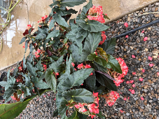 Begonias
