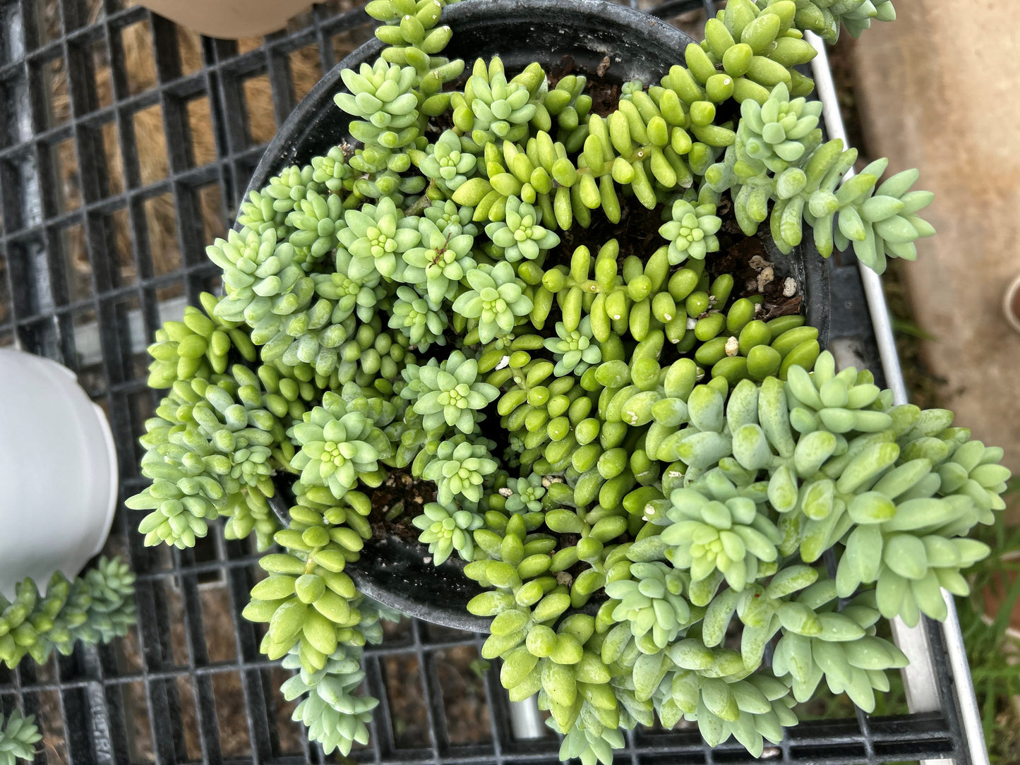 Burro Tail