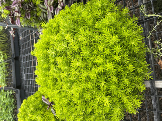 Lemon Coral Pots