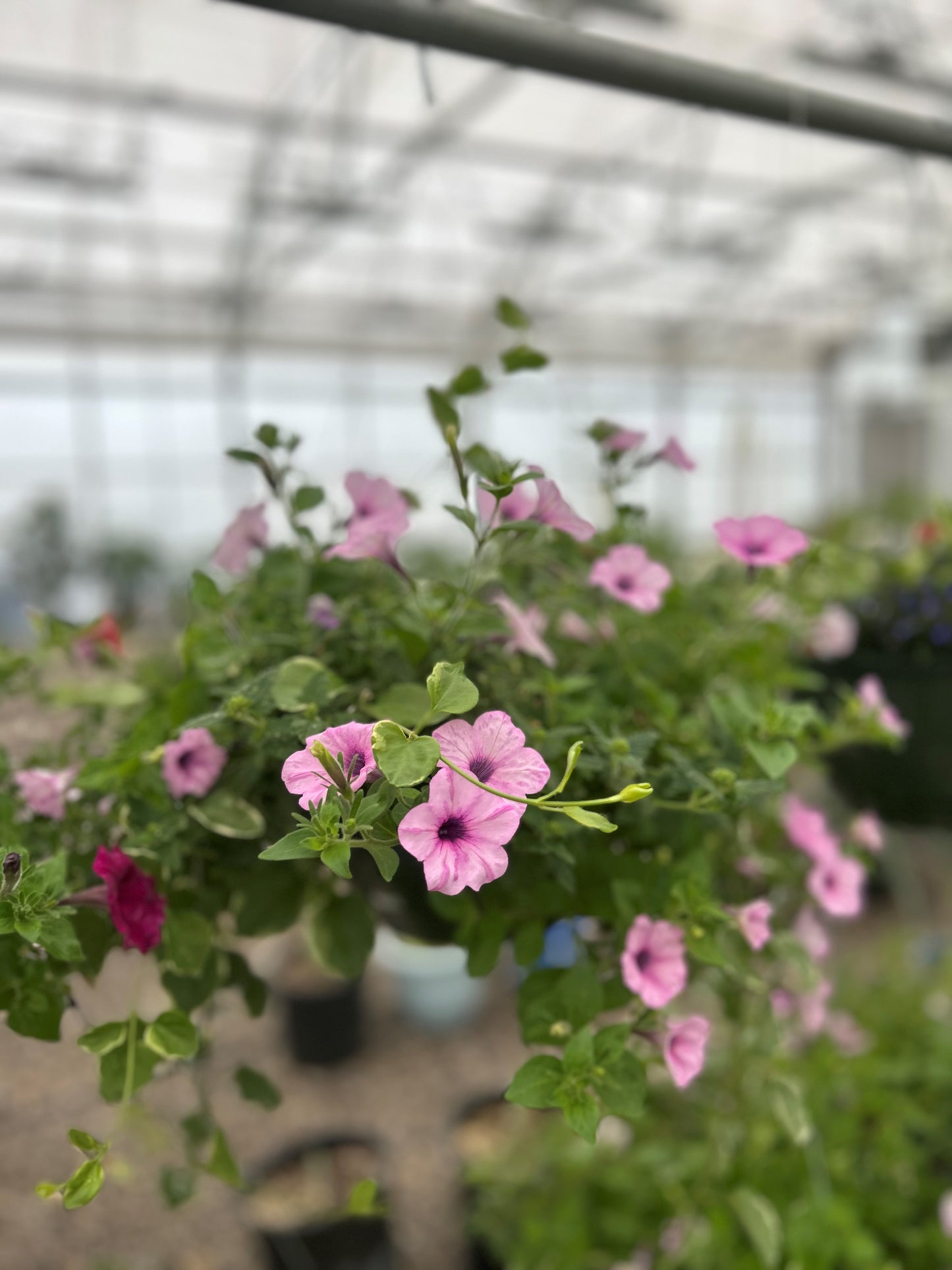 Hanging Baskets