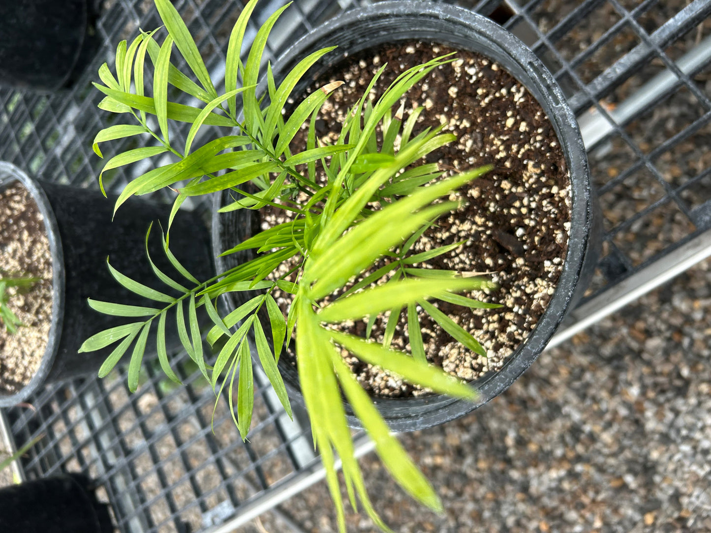 Palm