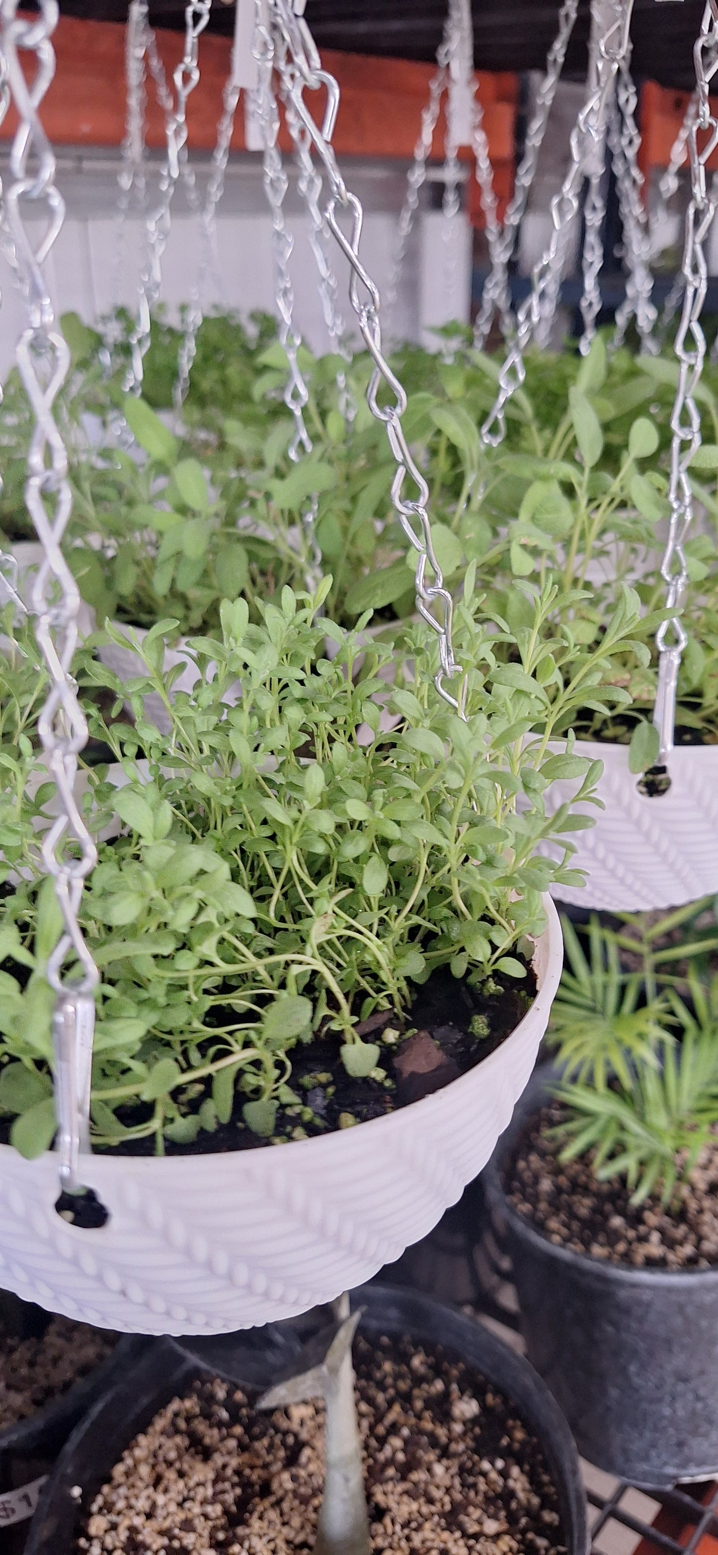 Hanging Baskets