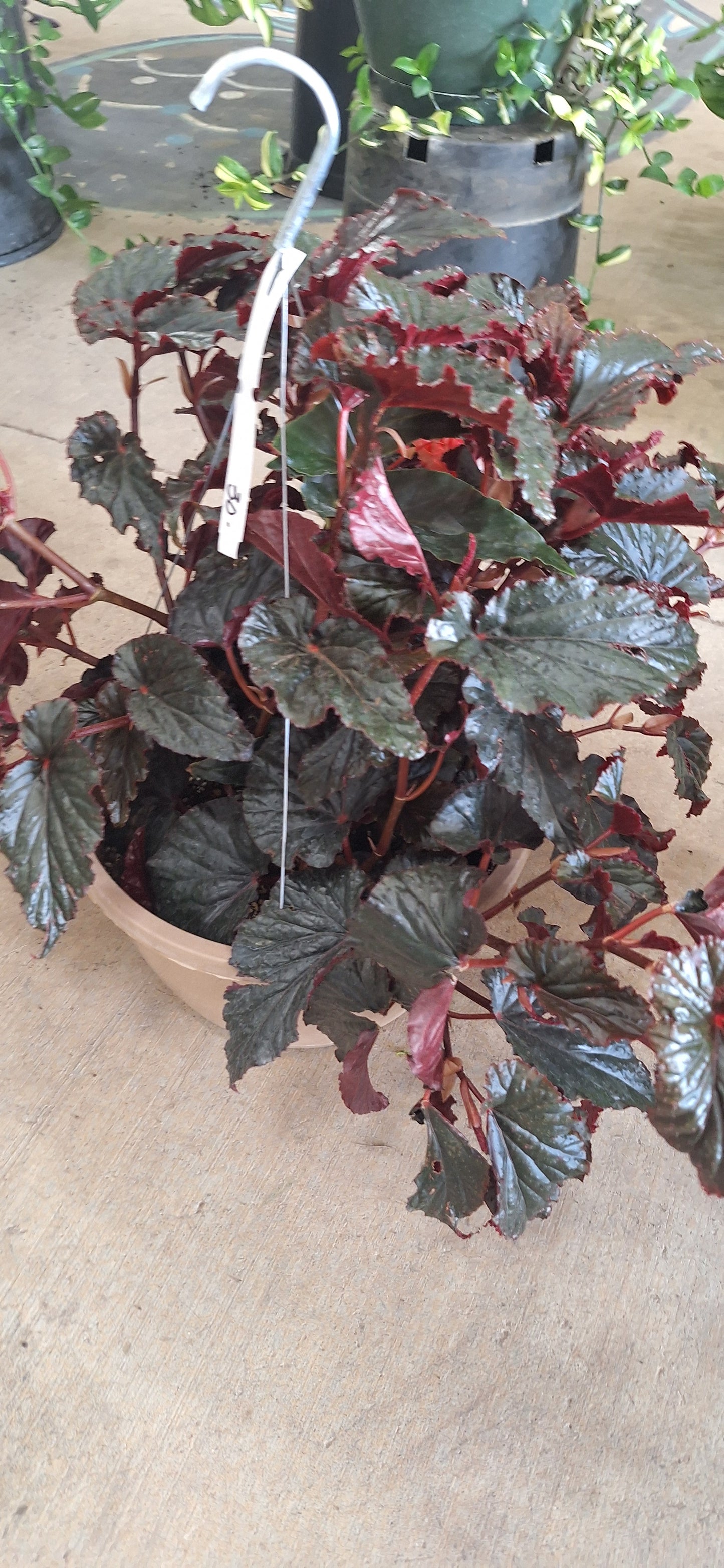 Hanging Baskets