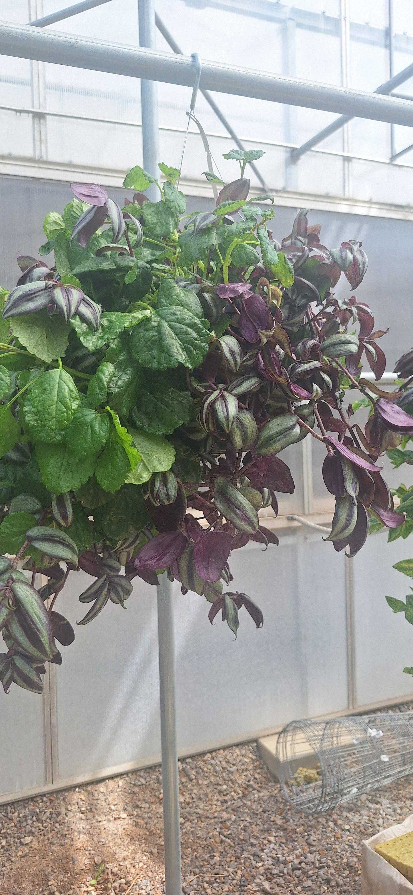 Shade Mix Hanging Basket