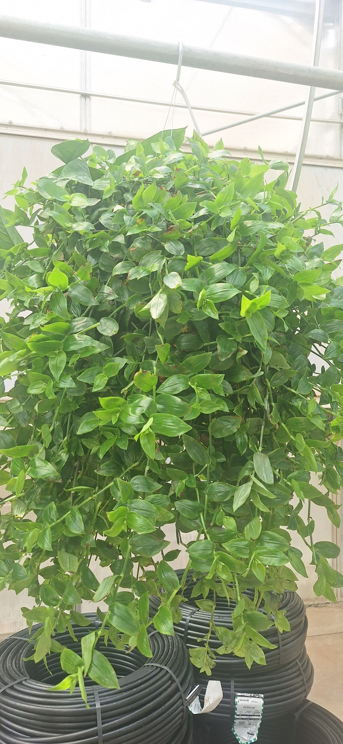 Shade Mix Hanging Basket