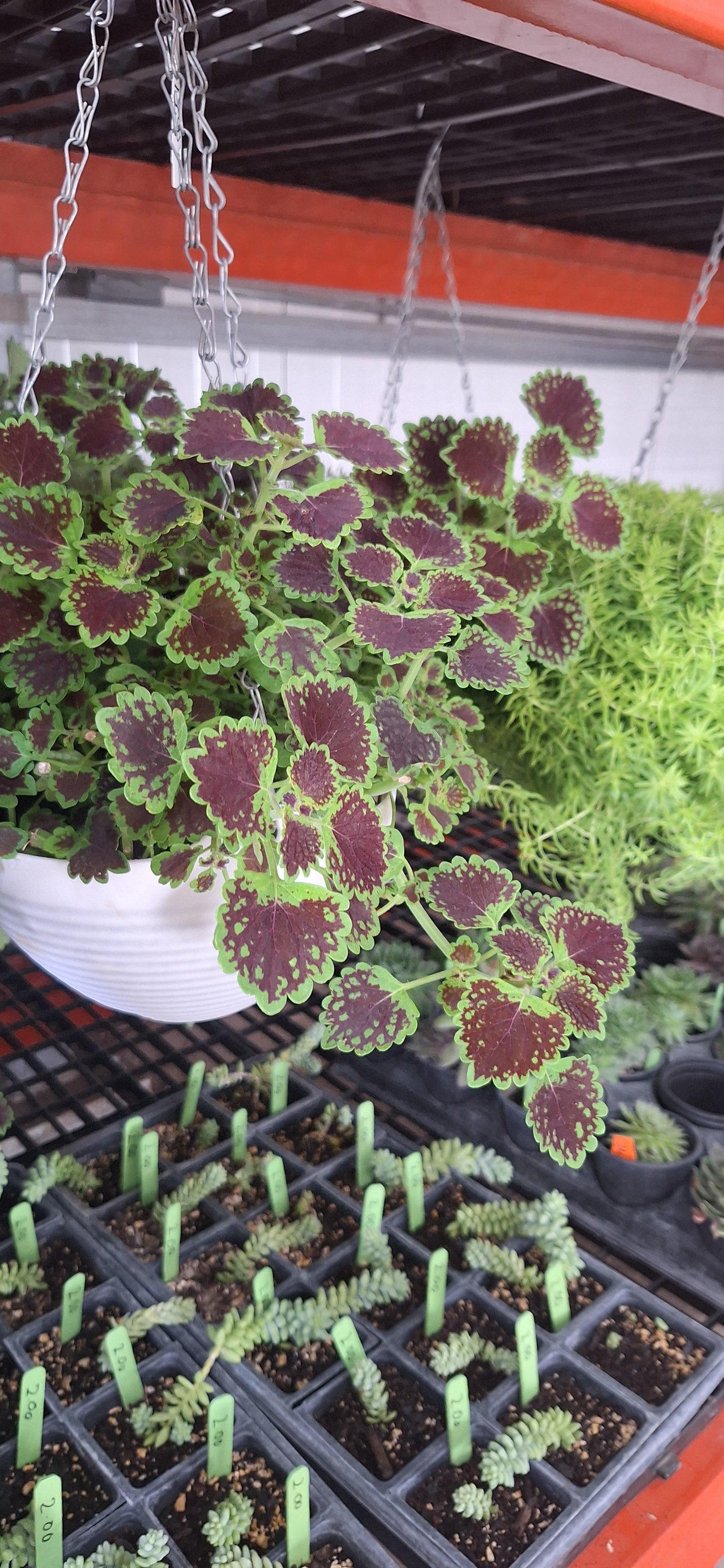Hanging Baskets