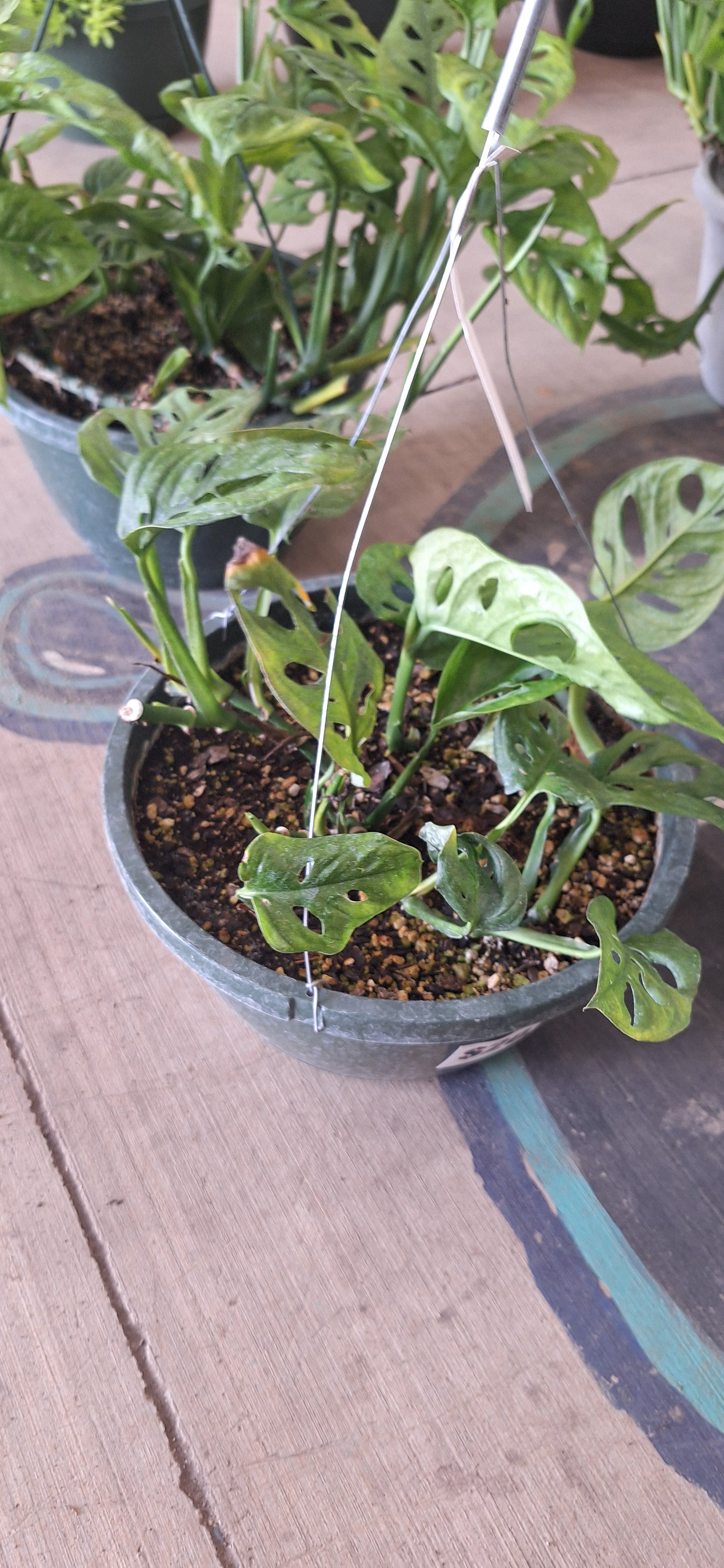 Hanging Baskets