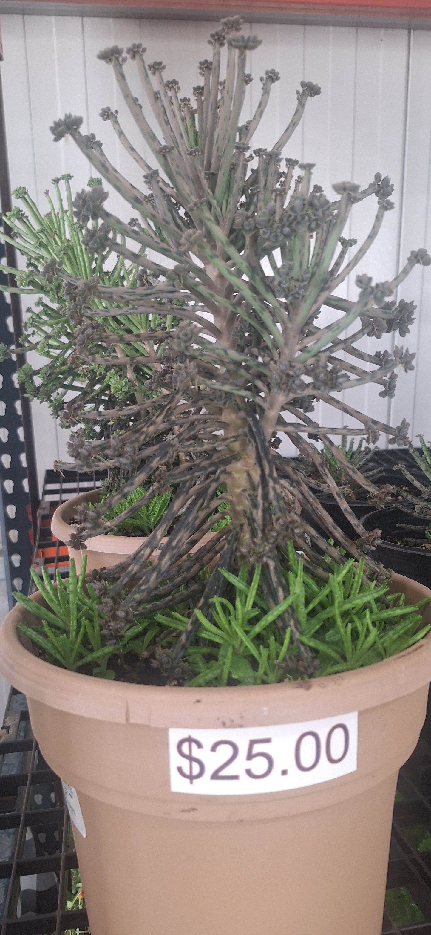 Mother of Millions