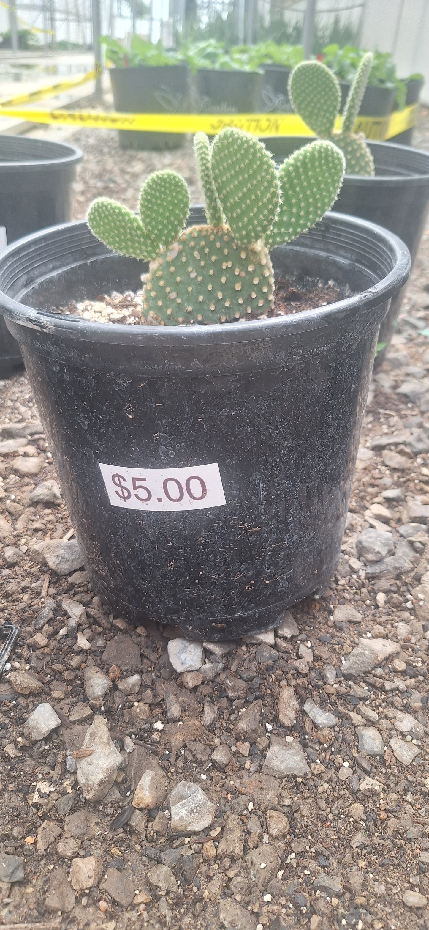 Bunny Ear Cactus