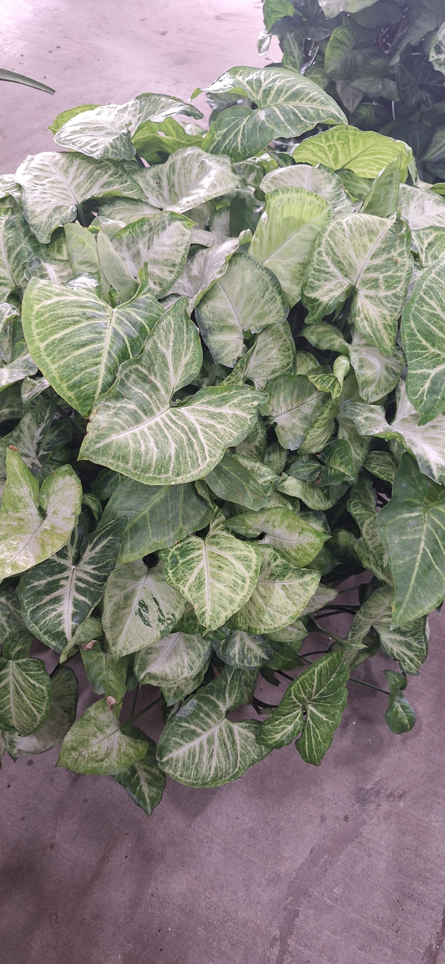 Arrowhead Houseplant