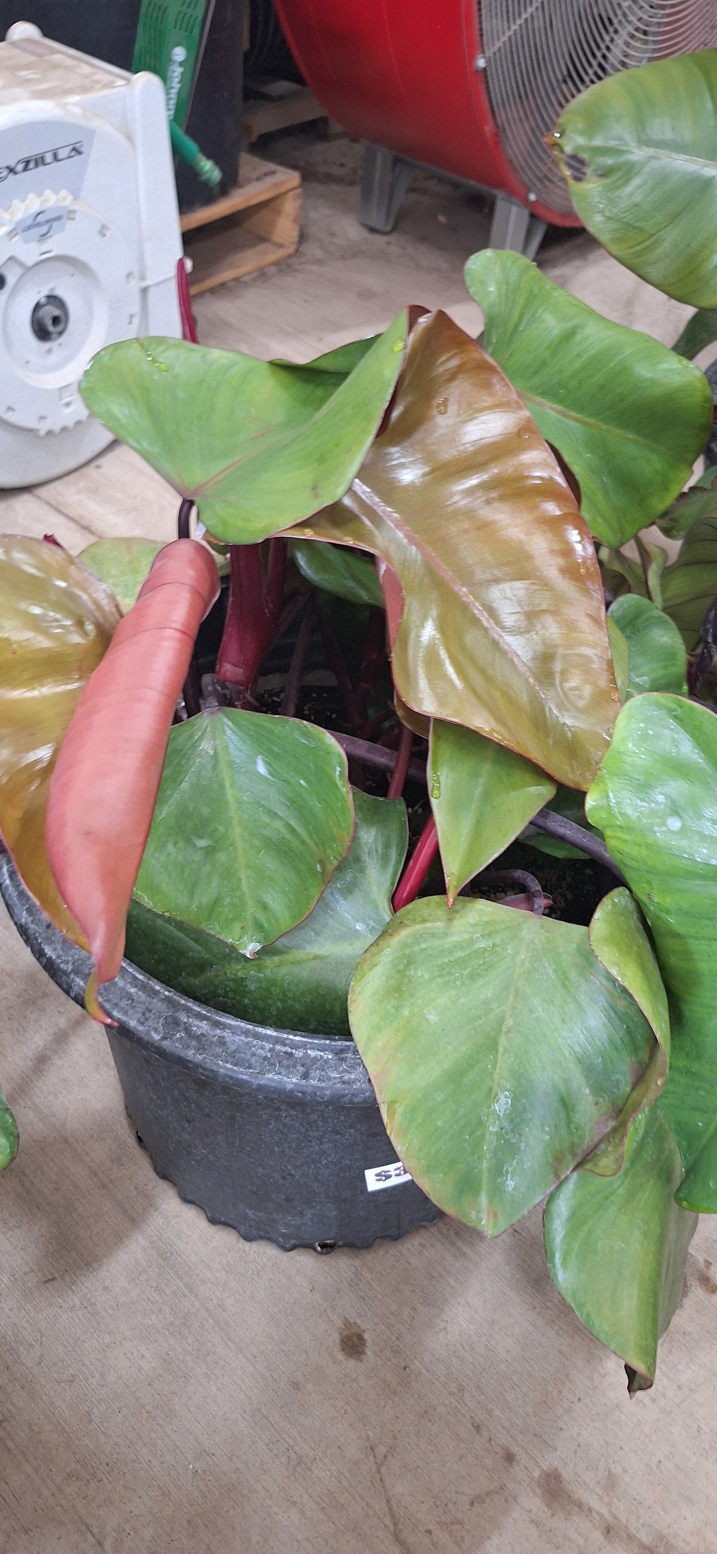 Bloody Mary Philodendron
