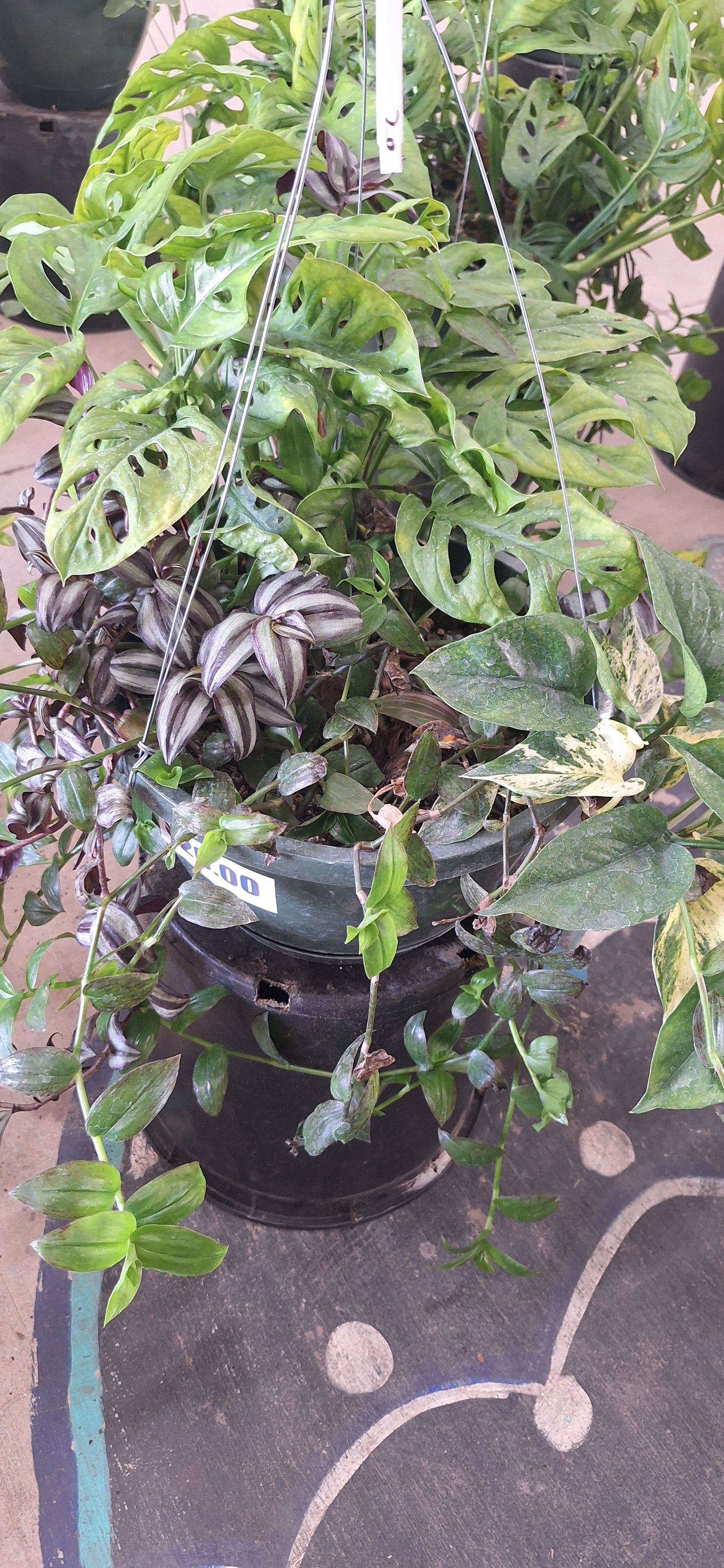 Hanging Baskets