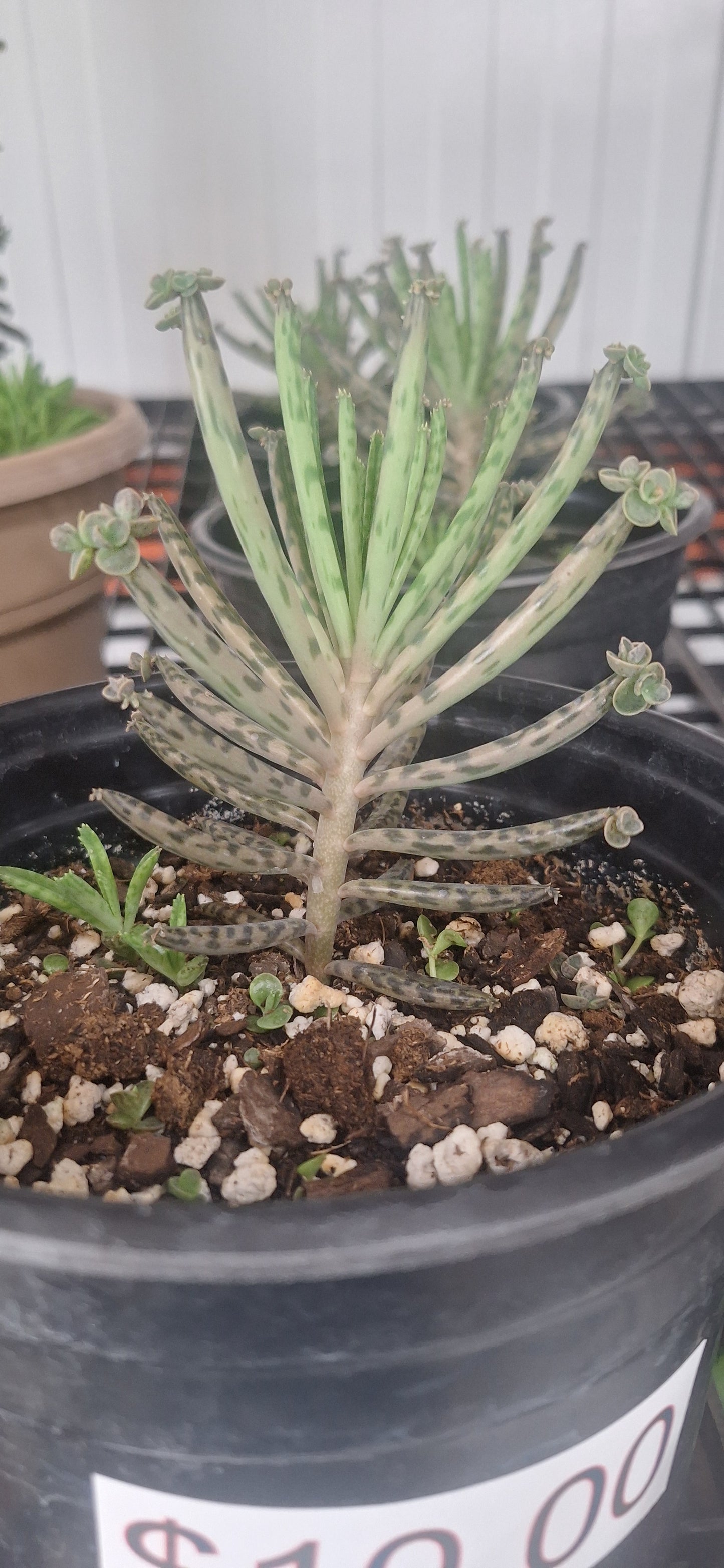 Mother of Millions