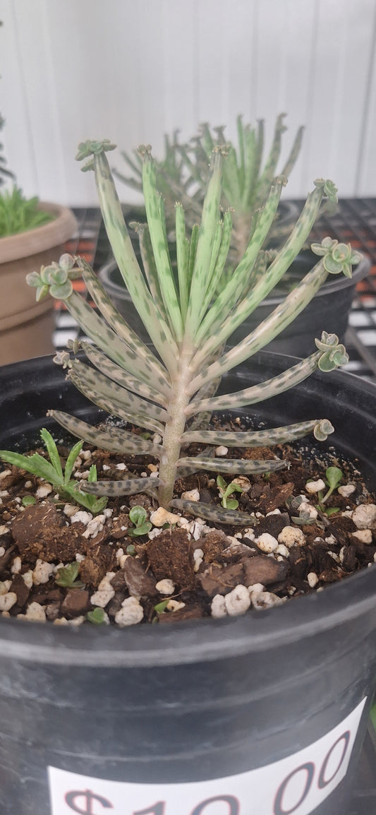 Mother of Millions