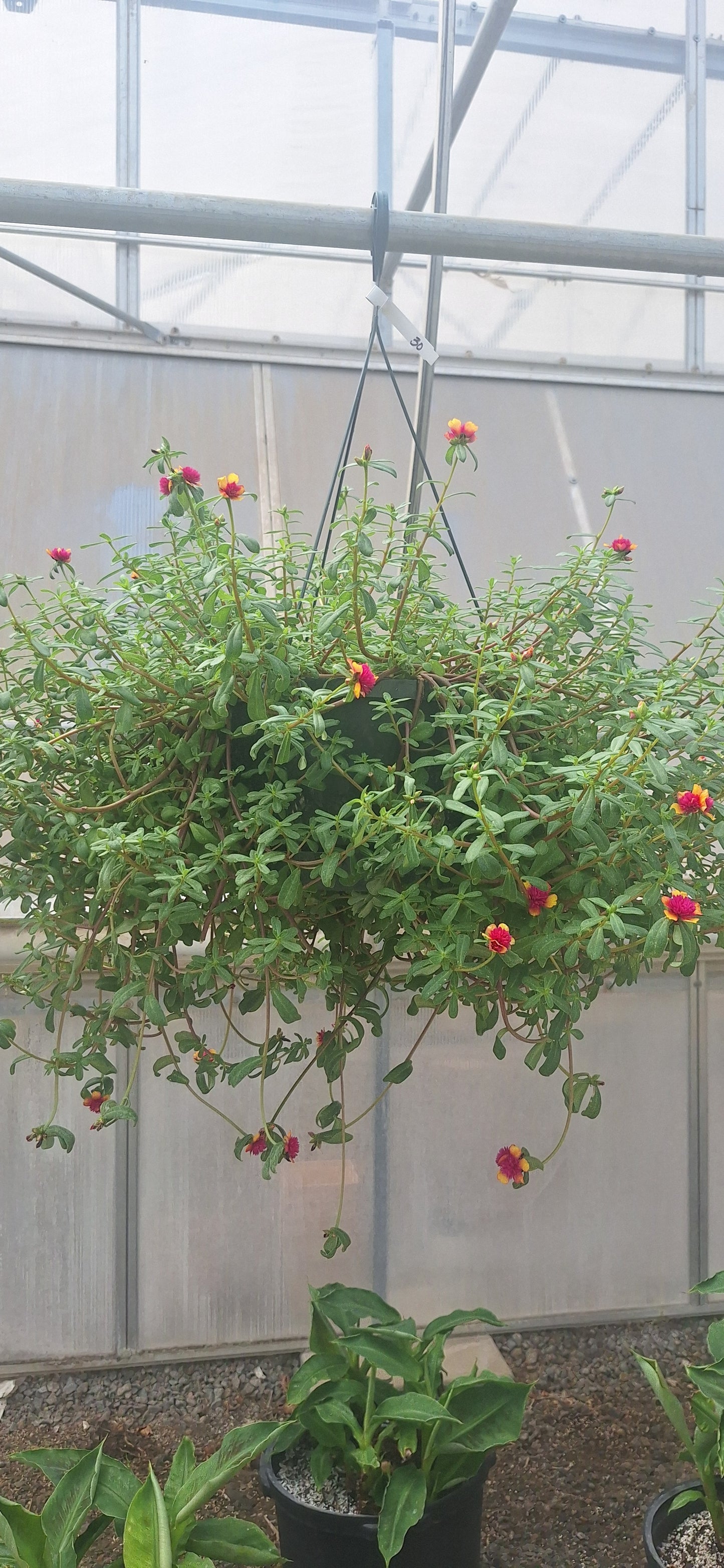 Hanging Baskets