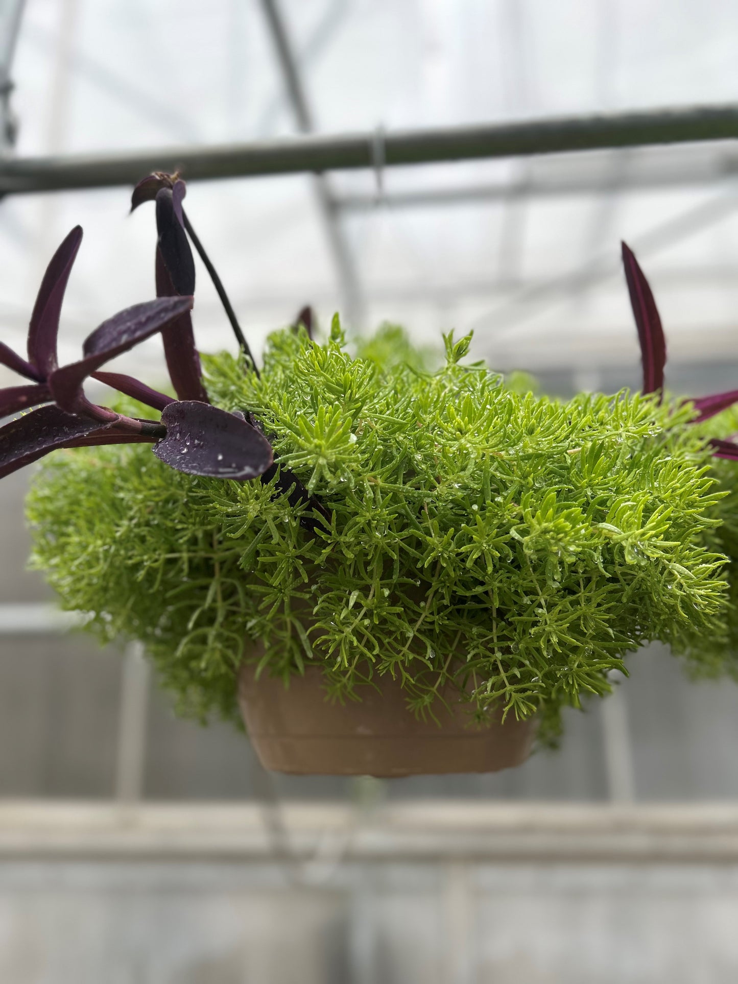 Hanging Baskets