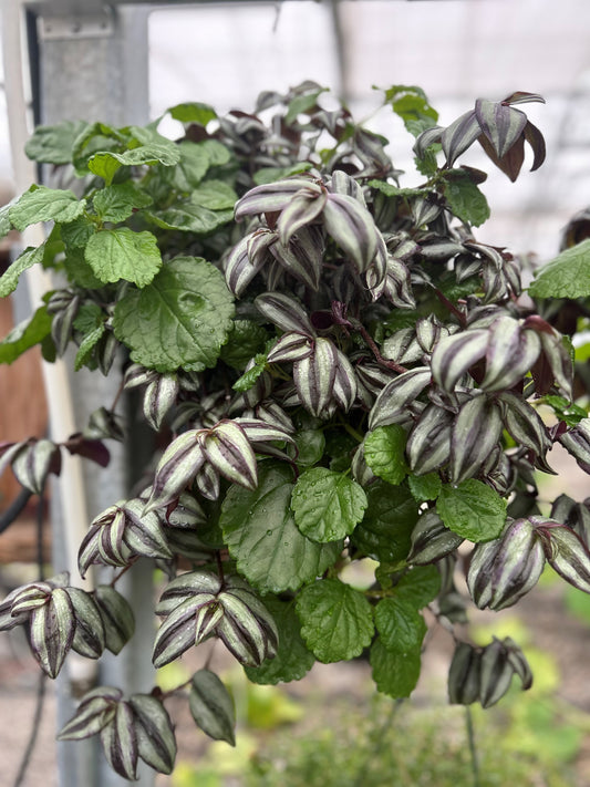 Shade Mix Hanging Basket