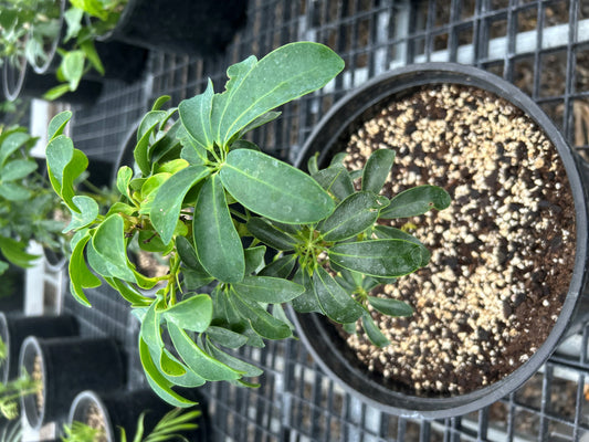 Schefflera