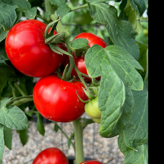 Tomato